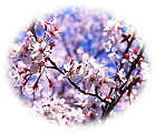 何とも言えぬ「たおやかな桜」 何とも言えぬ「たおやかな桜」